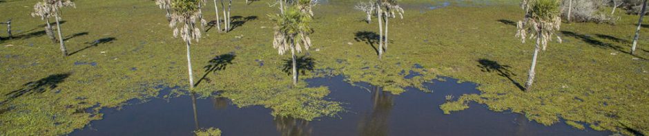 The Iberá Wetlands Argentina
