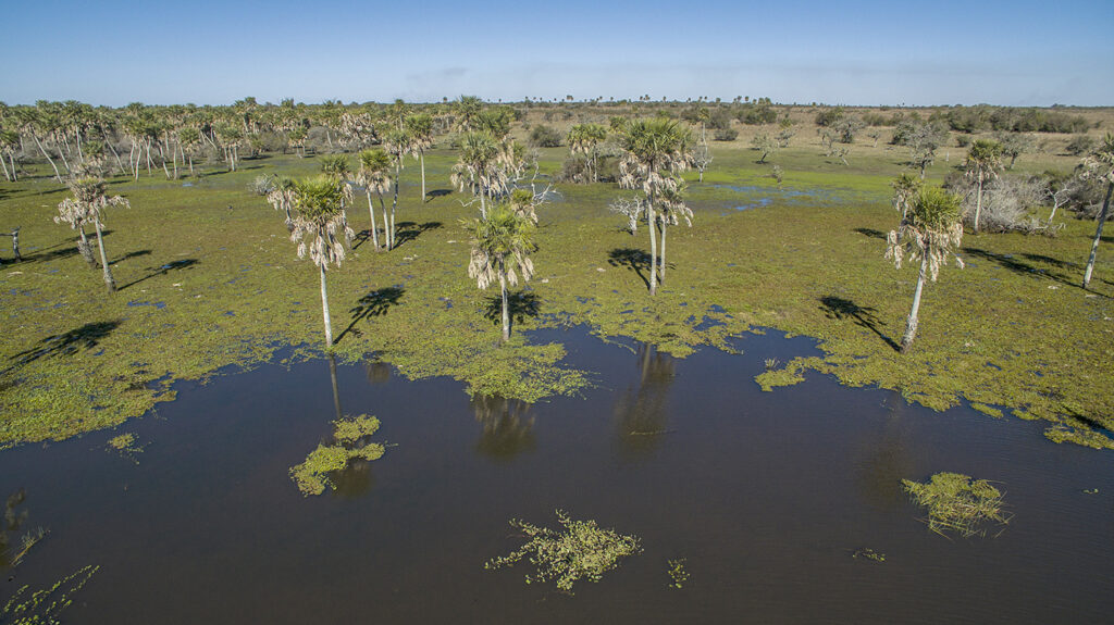The Iberá Wetlands Argentina